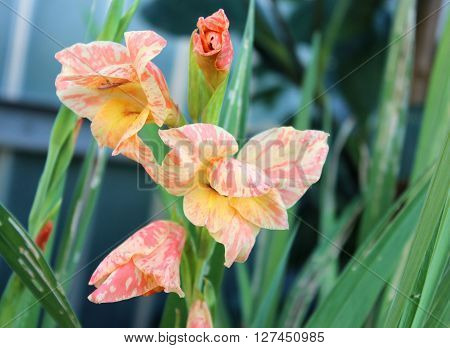 Creamy striped gladiolus flowers on the stem in garden. Orange rosy gladiolus on green field. Growing cultivated gladiolus.
