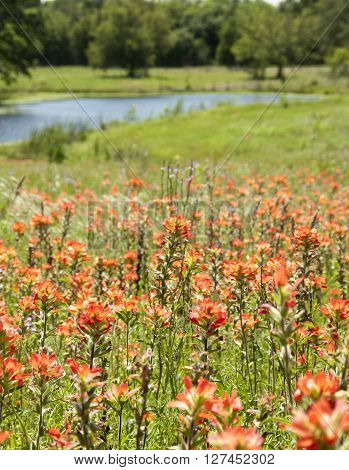 Flowers blooming in a country side meadow
** Note: Visible grain at 100%, best at smaller sizes