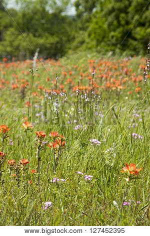 Flowers blooming in a country side meadow