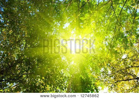 strålar av sol i djupa skogen