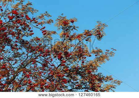 Rowan ashberry fall autumn tree outdoors back