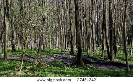 Forest path in spring time in mountains Ceske Stredohori