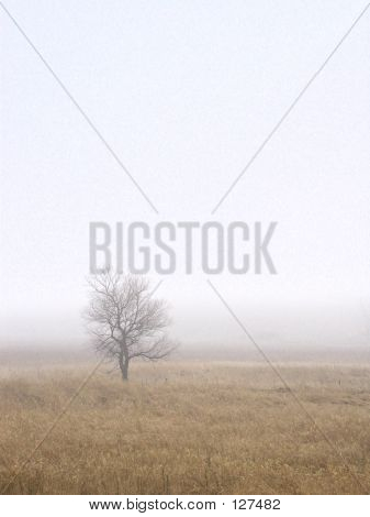 Singolo albero solitario in un giorno nebbioso