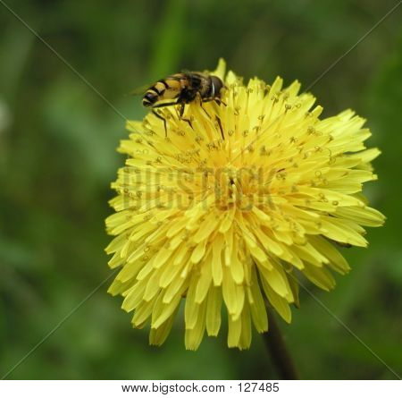 Bi på et mælkebøtte indsamle Pollen