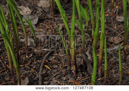 Spring young lily sprouts growing out from the ground