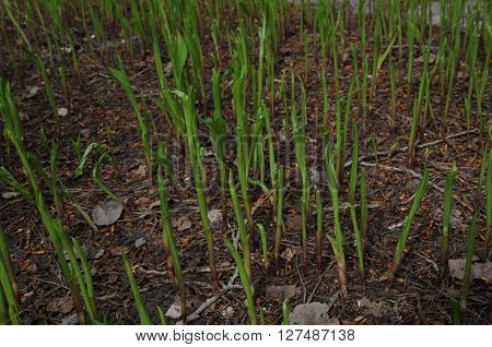 Spring young lily sprouts growing out from the ground
