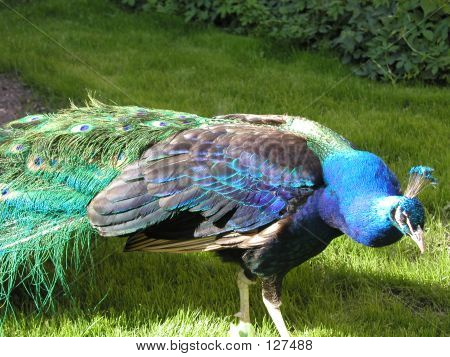 Påfugl