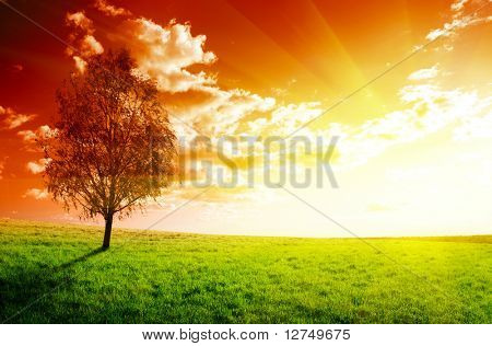 campo de hierba de la primavera y la puesta del sol