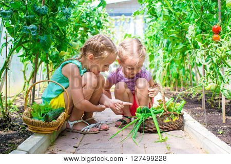 Cute little girl collects crop cucumbers and tomatos in  the greenhouse