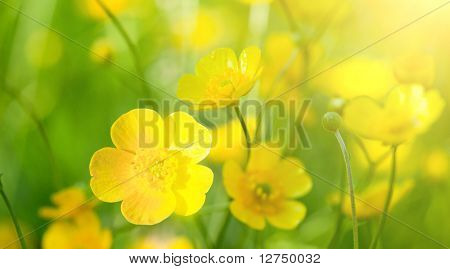 Ranunkel blomster og sommerdag