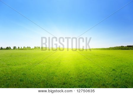 frühling grün Feld Gras
