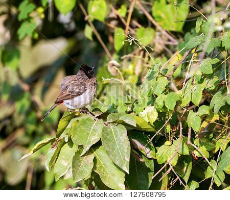 The red-vented bulbul is a member of the bulbul family of perching birds. It is resident breeder across the Indian subcontinent, including Sri Lanka extending east to Burma and parts of Tibet.
