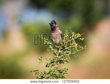 The red-vented bulbul is a member of the bulbul family of perching birds. It is resident breeder across the Indian subcontinent, including Sri Lanka extending east to Burma and parts of Tibet.