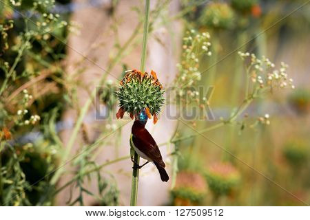 The purple sunbird is a small sunbird. Like other sunbirds they feed mainly on nectar, although they will also take insects especially when feeding young. These spectacular birds can be found in India