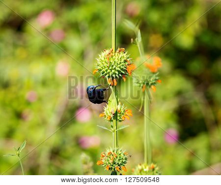 The purple sunbird is a small sunbird. Like other sunbirds they feed mainly on nectar, although they will also take insects especially when feeding young. These spectacular birds can be found in India
