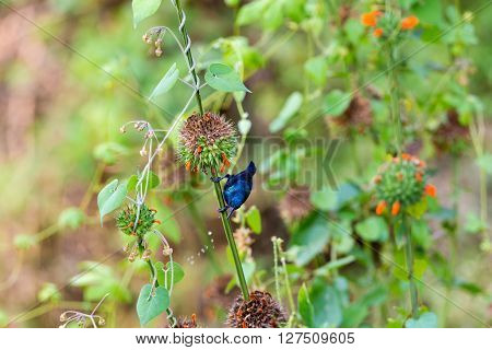 The purple sunbird is a small sunbird. Like other sunbirds they feed mainly on nectar, although they will also take insects especially when feeding young. These spectacular birds can be found in India
