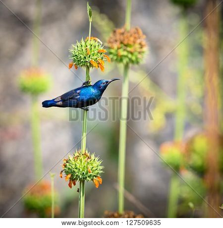 The purple sunbird is a small sunbird. Like other sunbirds they feed mainly on nectar, although they will also take insects especially when feeding young. These spectacular birds can be found in India