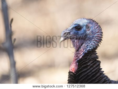 Wild turkey in a spring forest in Canada