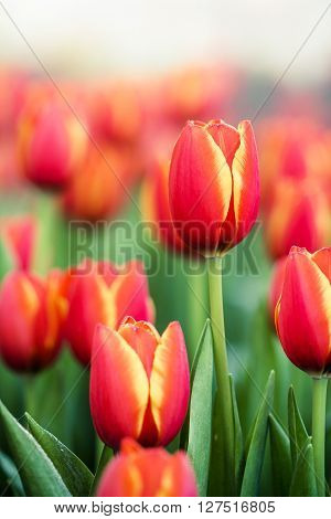 Blooming Spring Flowers Tulips In The Sunlight