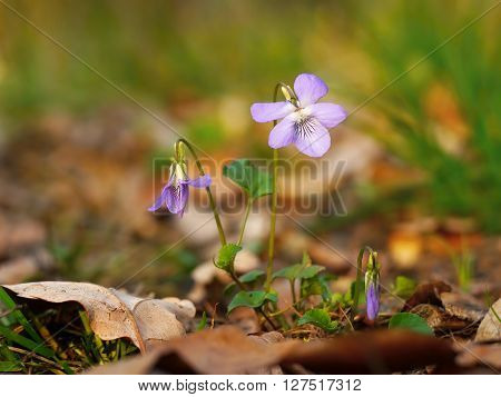 Violet flower.  Small forest purple flower in the grass.