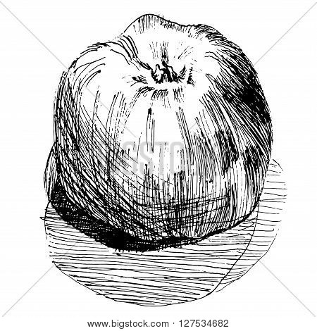 hand drawn graphic lines artistic apple sketch