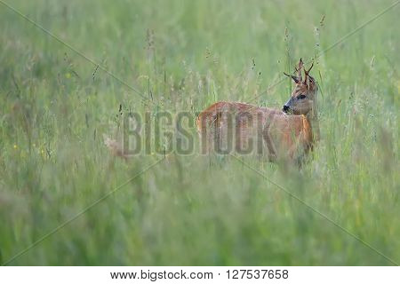 Roebuck hidden in the grass in the wild