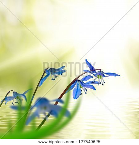 image of snowdrops over the water close up
