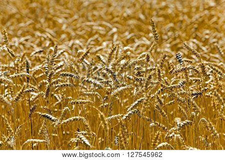 Agricultural Field On Which Grow Ripe Cereals