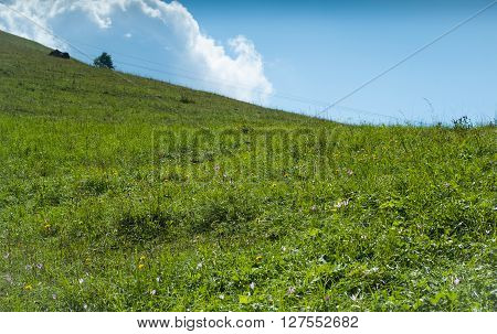 a green field full of grass and flowers photographed at Piani d'Erna (part of the Alps) near Lake Como in Italy