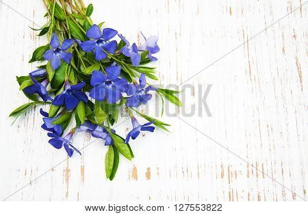 Blue Perwinkle Flowers