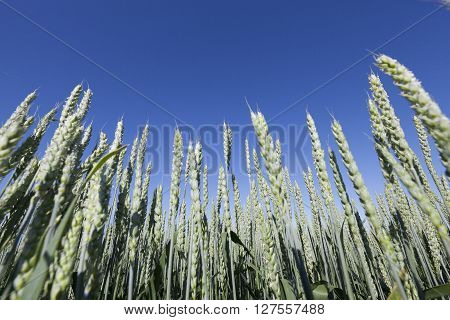 Photographed Immature Green Grass In The Summer, Blue Sky
