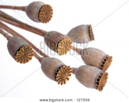 Baccelli di papaveri