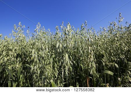 Photographed Immature Green Grass In The Summer, Blue Sky
