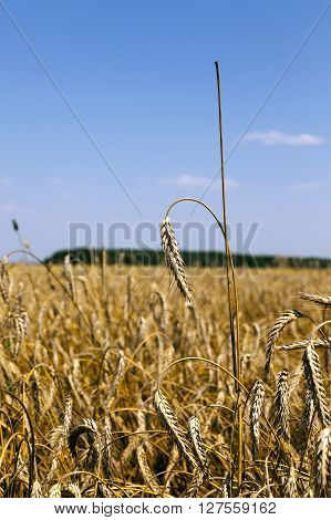 Agricultural Field On Which Grow Up Ready To Harvest Ripe Yellow Cereals