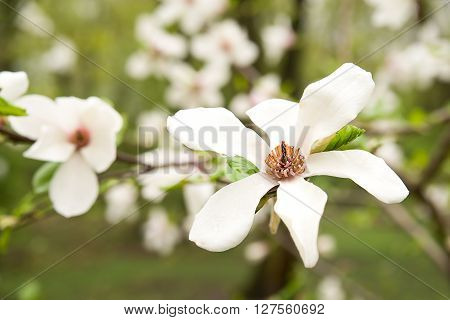 Magnolia blossoms in spring on a sunny day