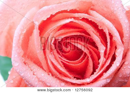 Closeup da rosa petails rosa coberto de orvalho