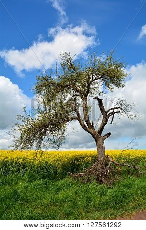 Age rotten tree on canola field under blue sky