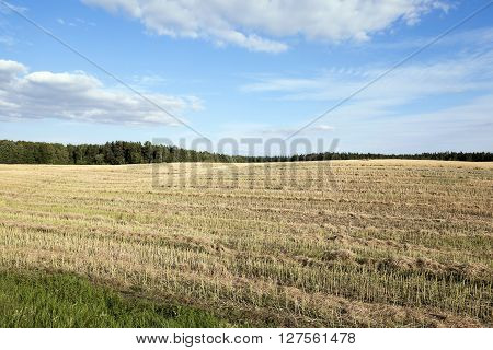 An Agricultural Field, Which Carried Out The Rape Harvest, Summer,