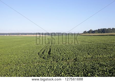 Photographed Immature Green Grass In The Summer, Blue Sky
