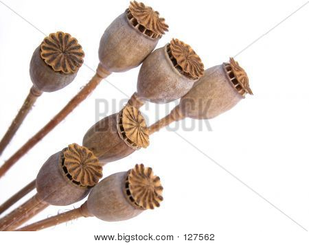 Baccelli di papaveri