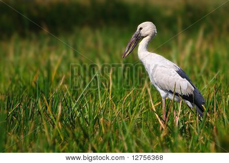 Openbill 황새