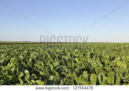 Agricultural Field On Which Grow Beets, Blue Sky