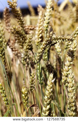 Agricultural Field On Which Grow Ripe Cereals