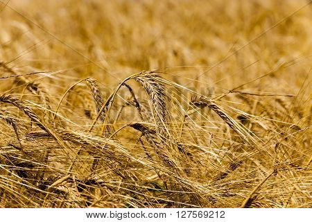 Agricultural Field On Which Grow Ripe Cereals