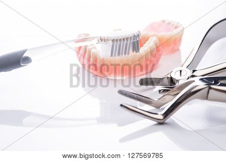 Teeth Model With Toothbrush And Forceps On White Background