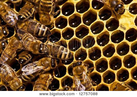 Zblízka pohled pracující včelka na honeycells.