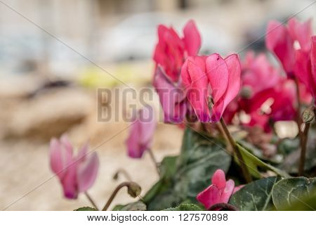 Pink cyclamen flowers - close up and selective focus.
** Note: Shallow depth of field