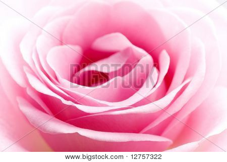 Close-up da rosa petails rosa