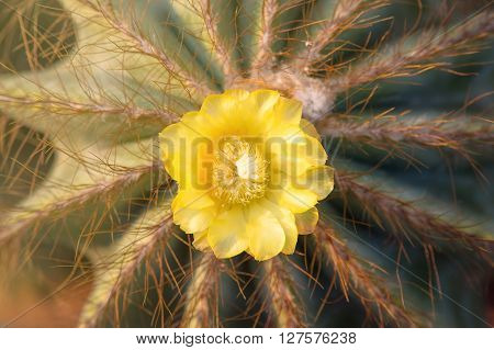 Yellow cactus flowers are bloom on sunshine.
