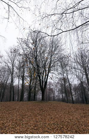 A Park In The Autumn, During Cloudy Weather, Late Autumn, A Small Depth Of Field